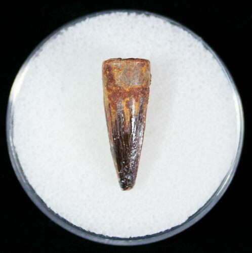 Nice Fossil Crocodile Tooth - Cretaceous #6974